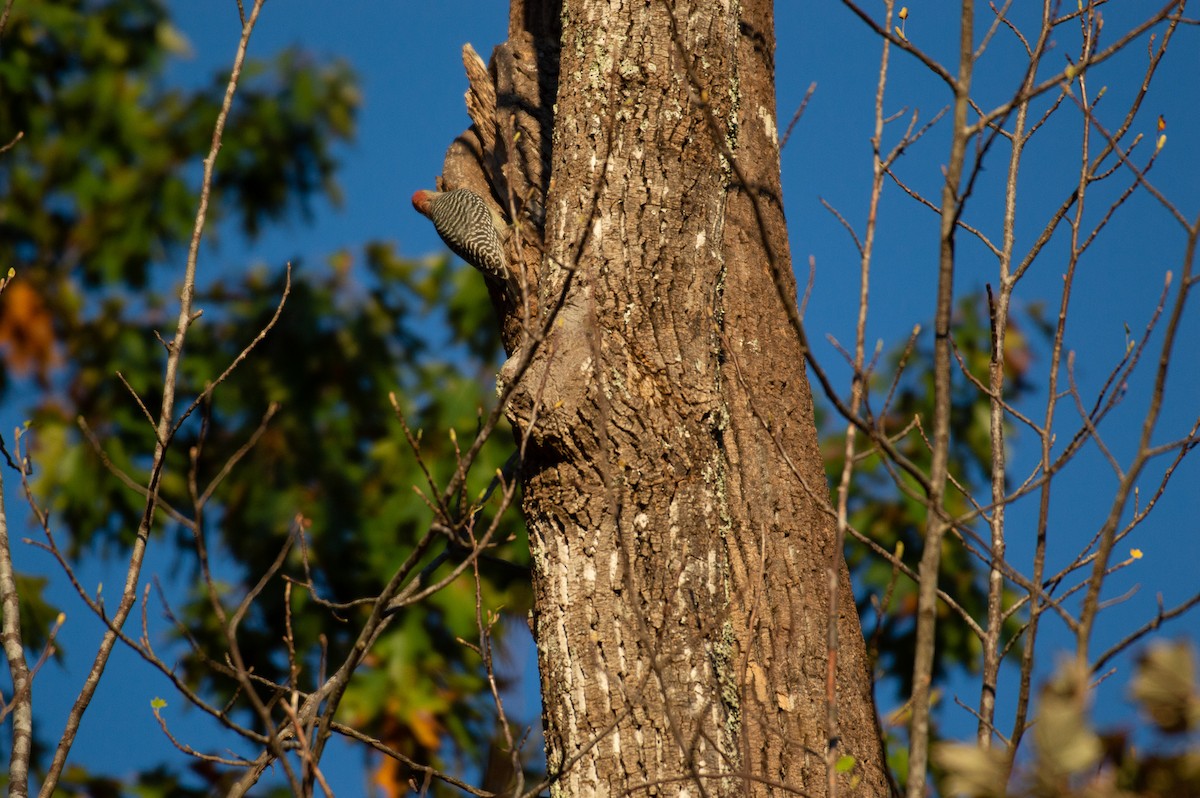 Red-bellied Woodpecker - Louise Belk