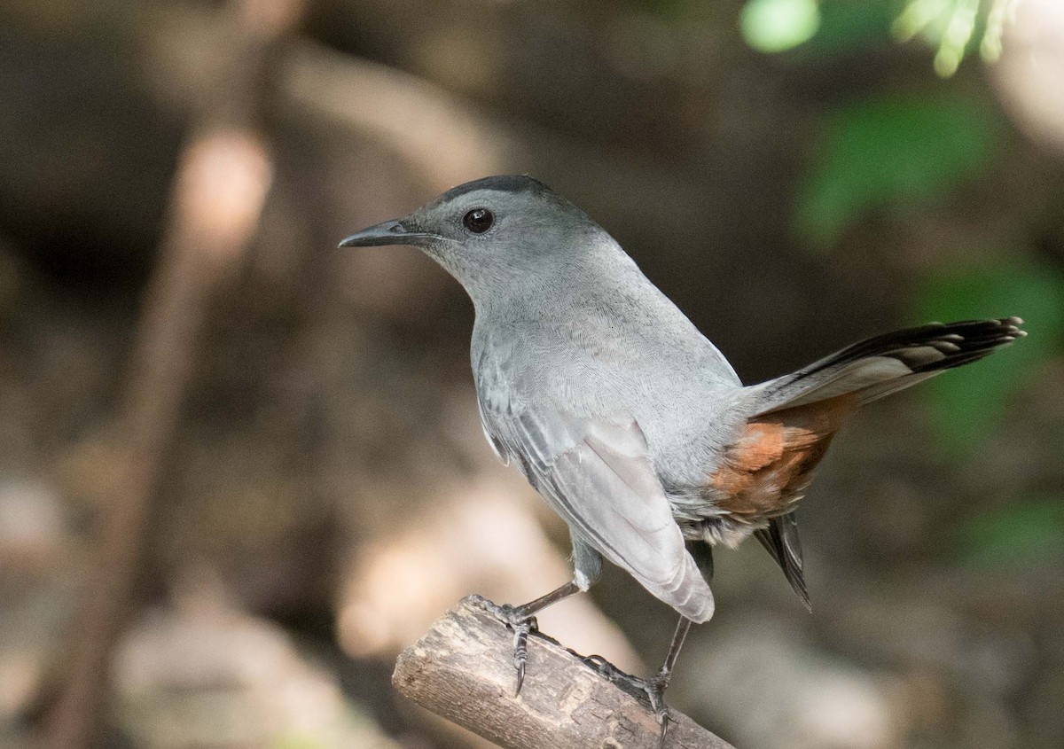 Gray Catbird - ML185436371