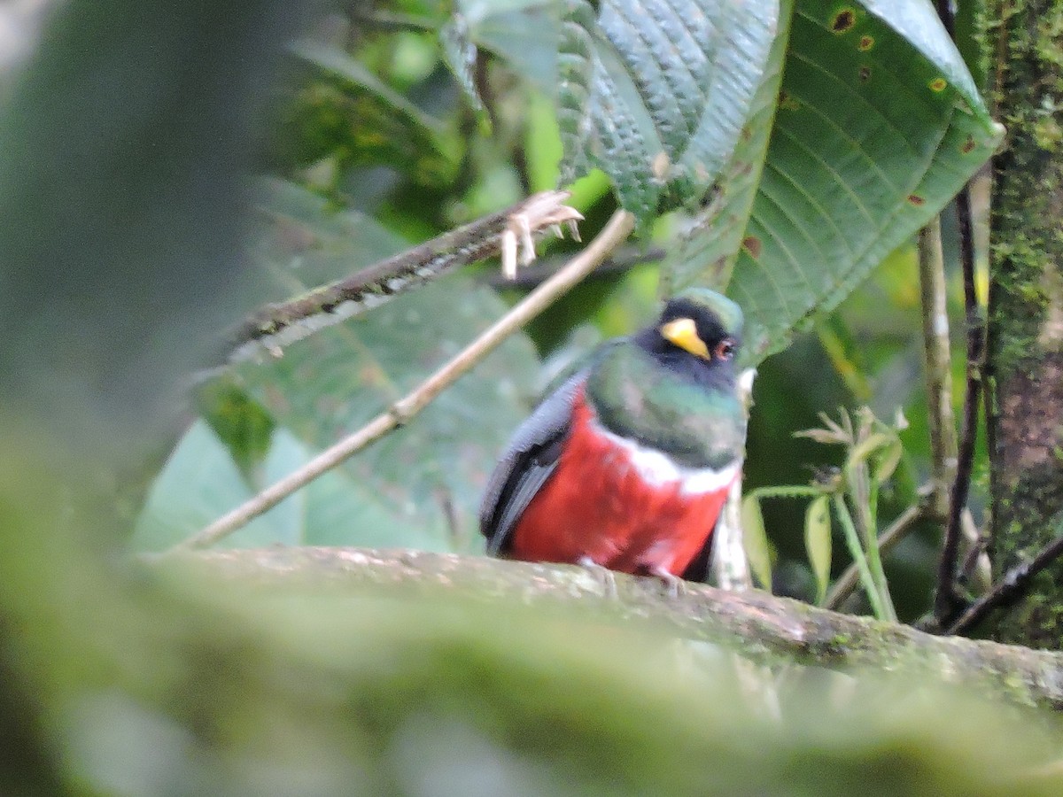 Masked Trogon - ML185436571