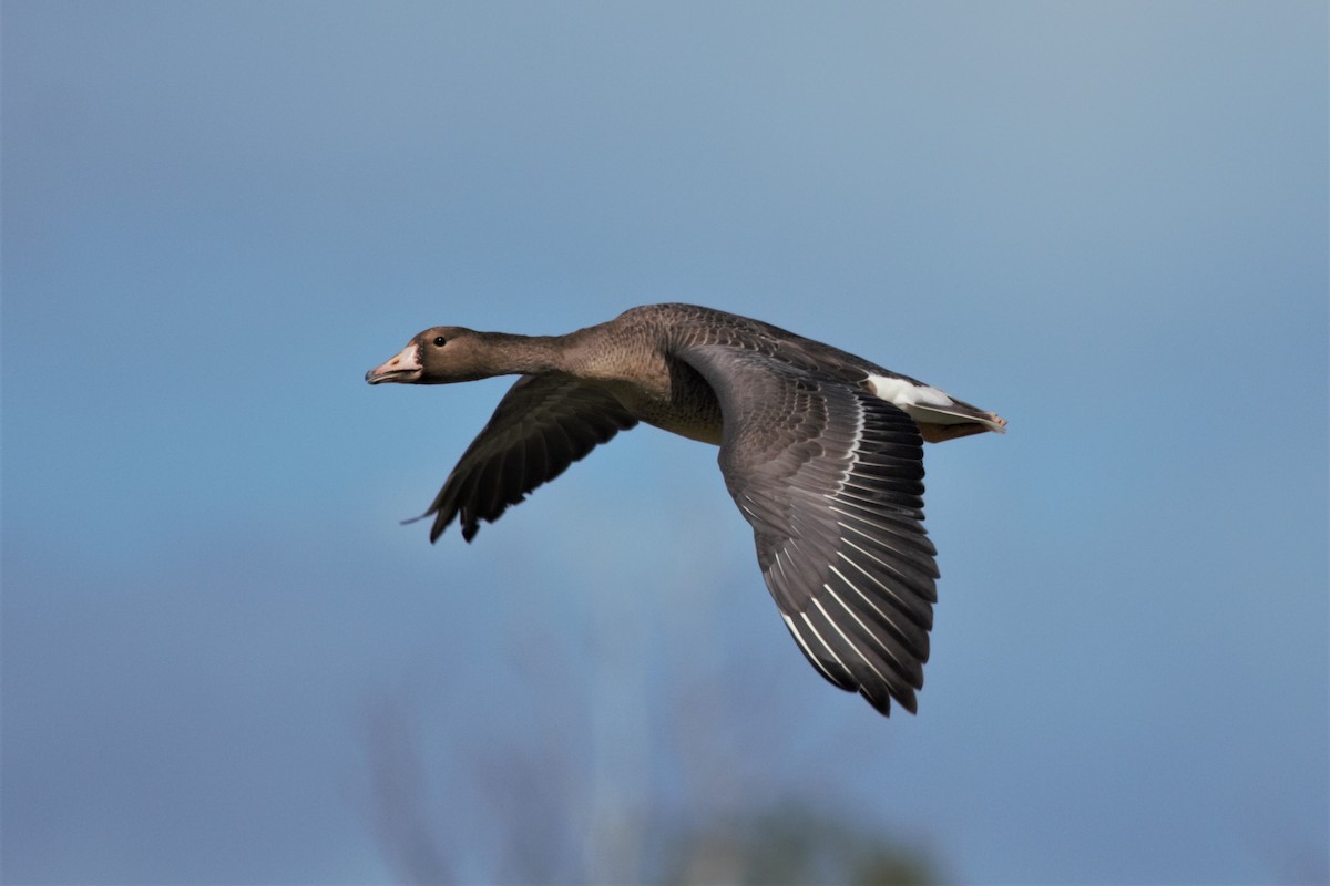 Greater White-fronted Goose - ML185437561