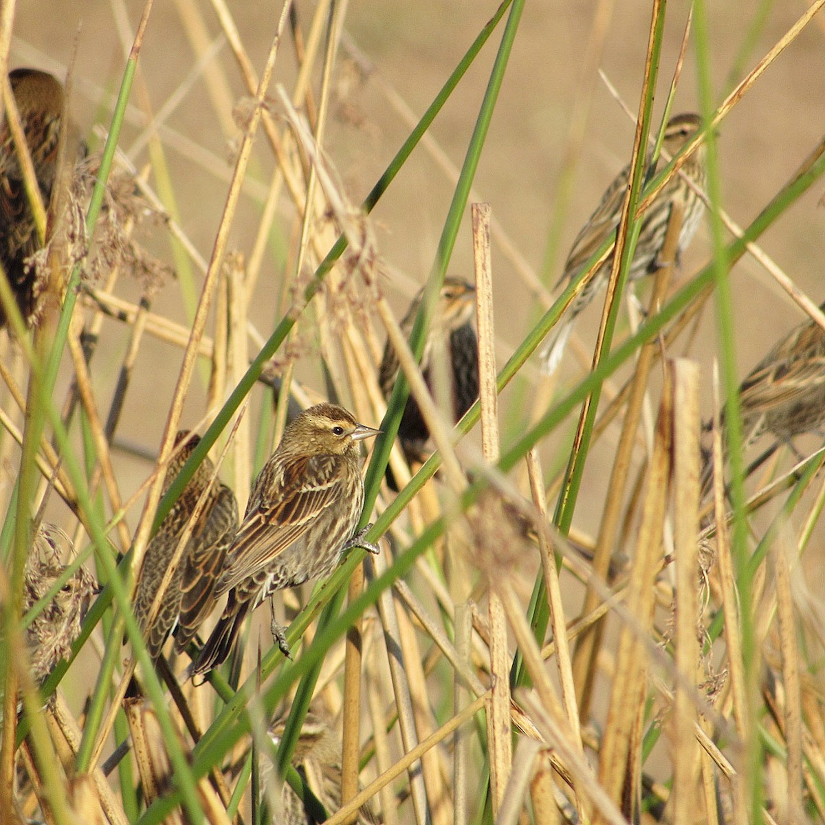 Red-winged Blackbird - ML185437681