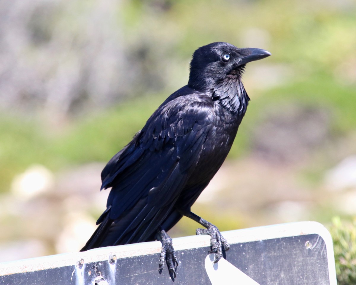 Australian Raven - ML185439391