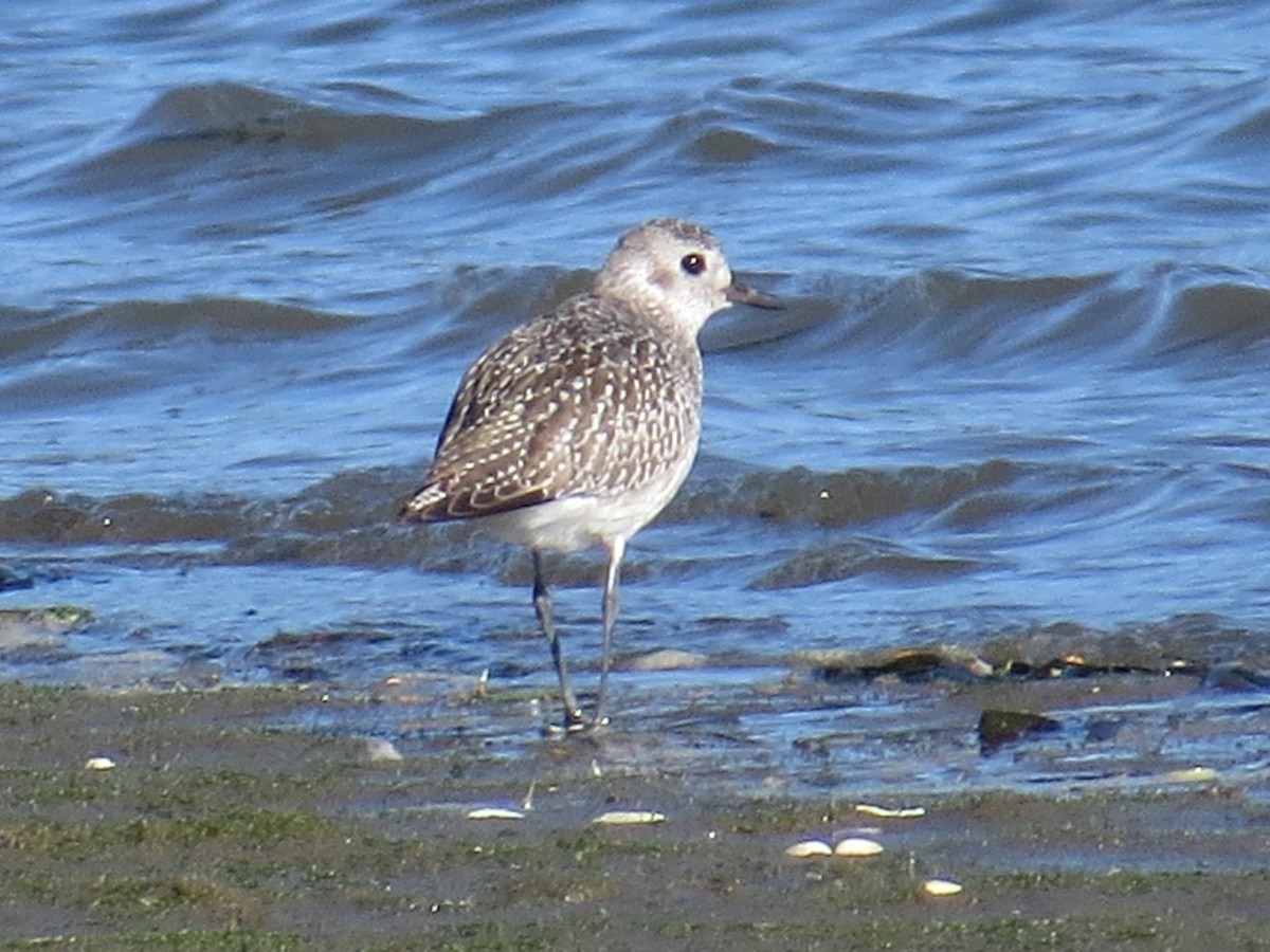 Black-bellied Plover - Pam Otley