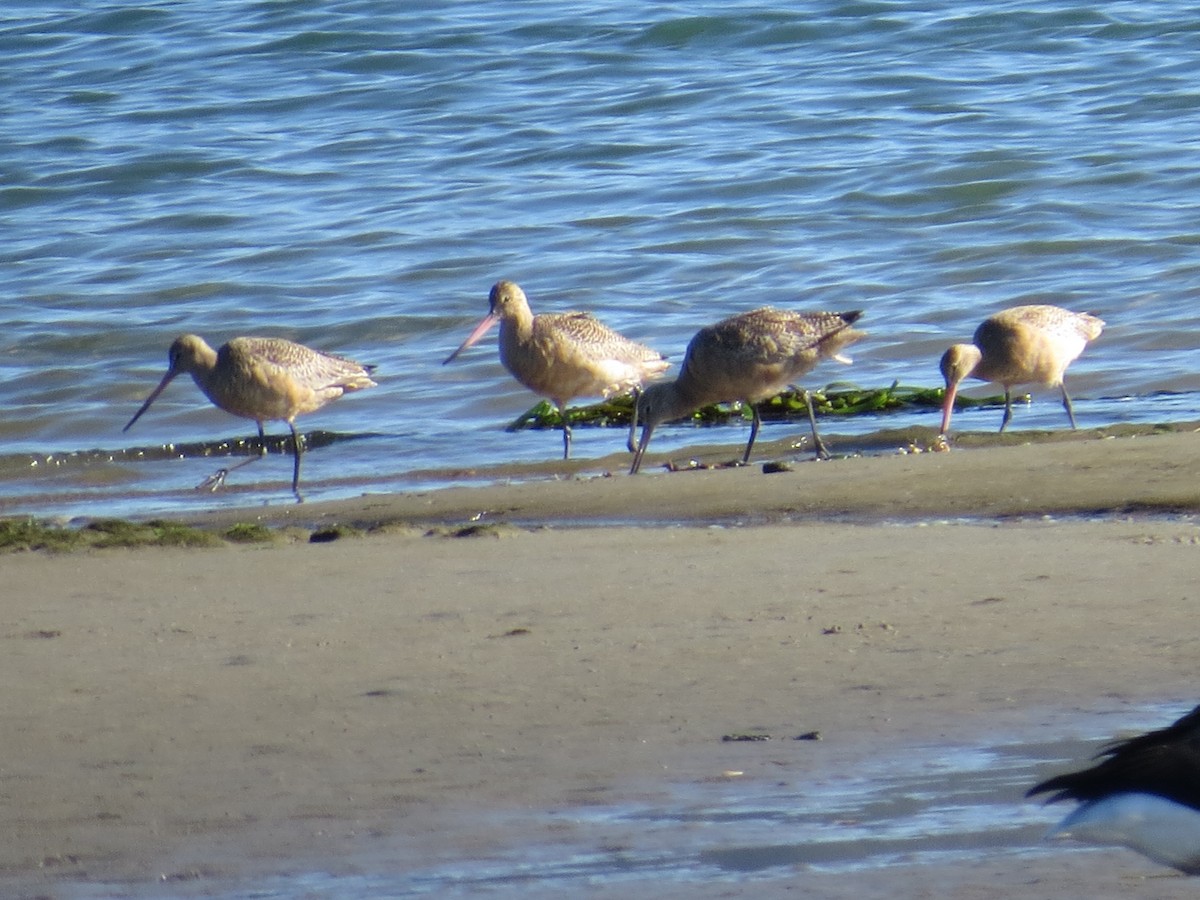 Marbled Godwit - ML185440721