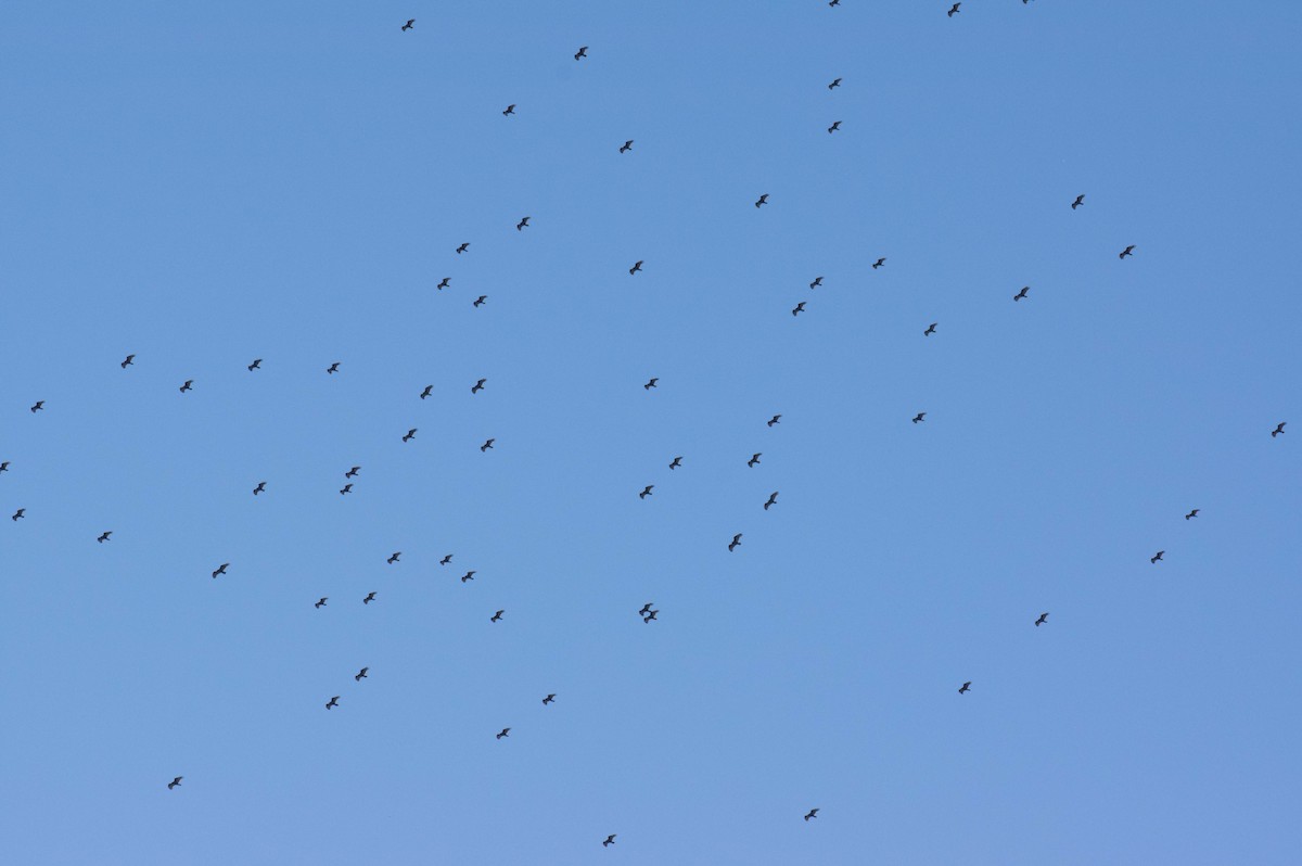 Turkey Vulture - James Taylor