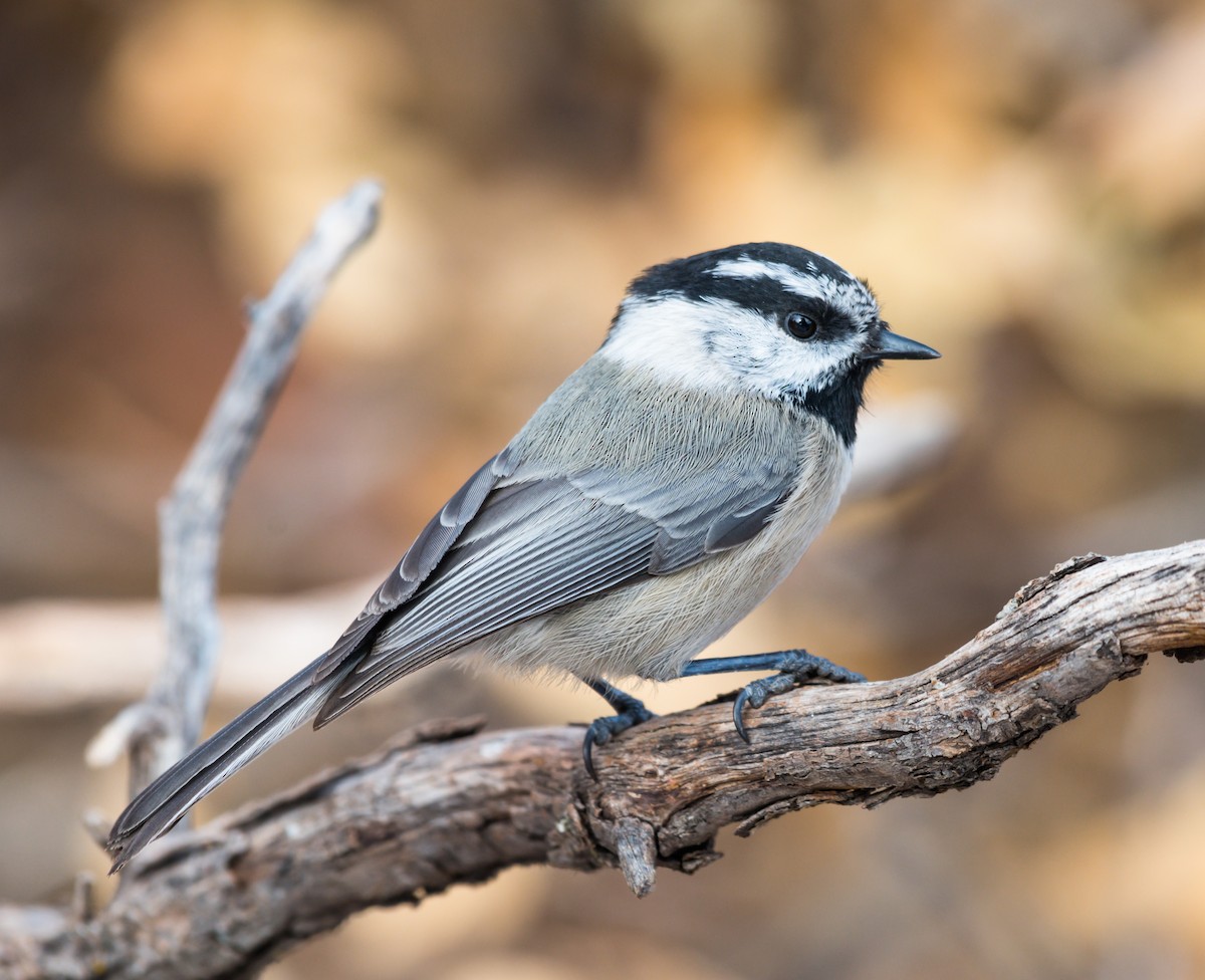 Mountain Chickadee - Jim Merritt