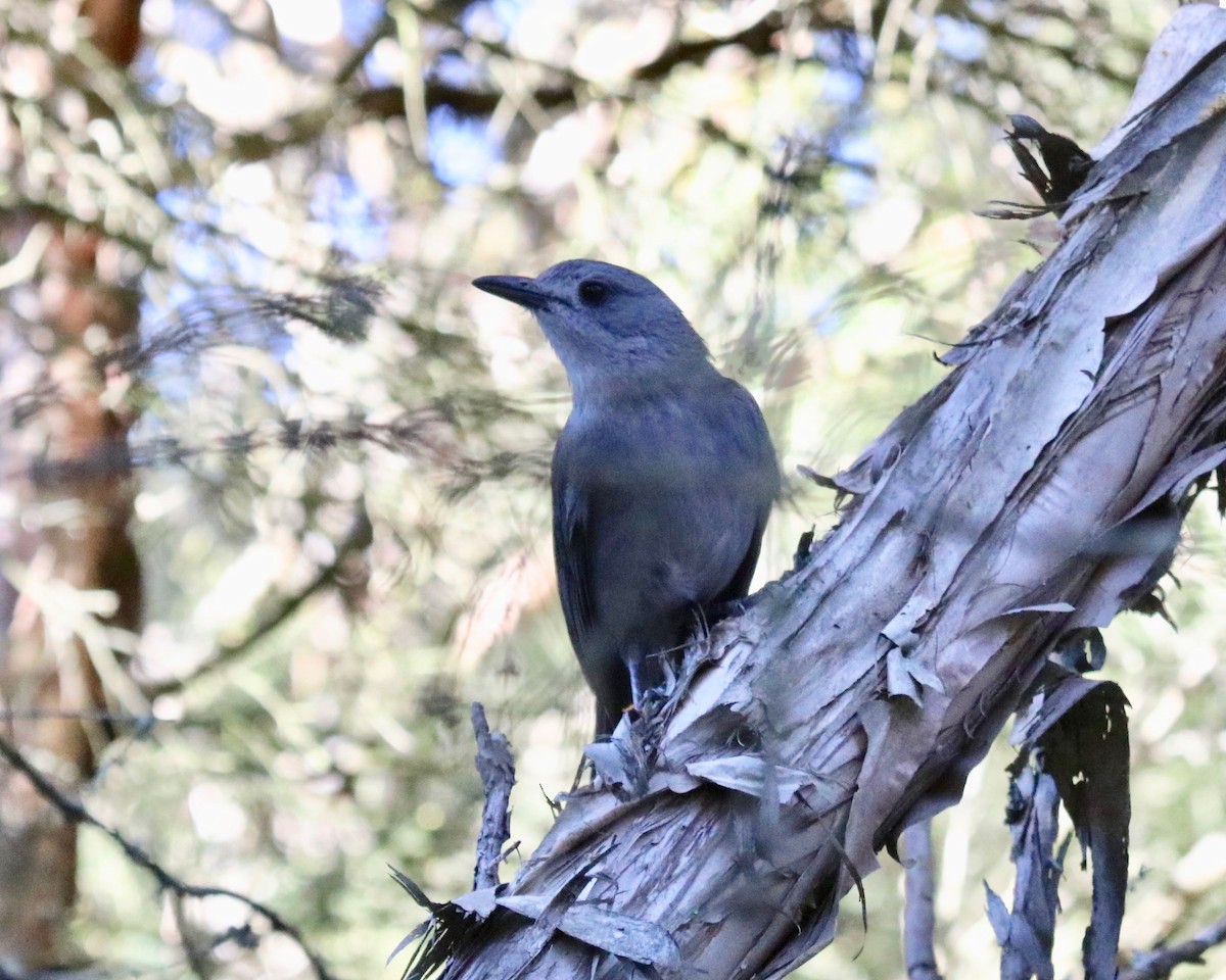 Gray Shrikethrush - ML185441201