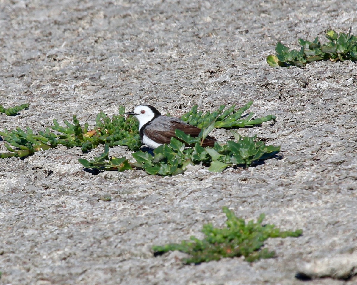 White-fronted Chat - ML185441401