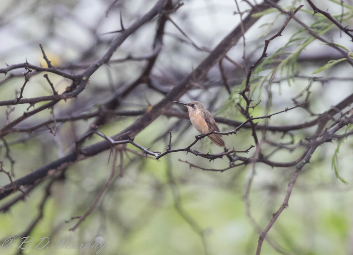 Purple-collared Woodstar - Brad Murphy