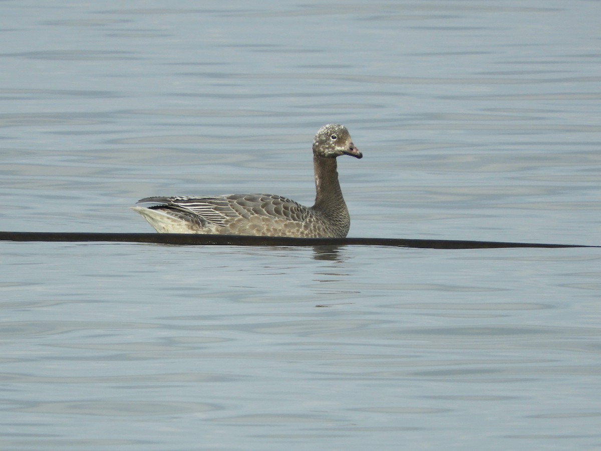 Emperor Goose - Bob Boekelheide