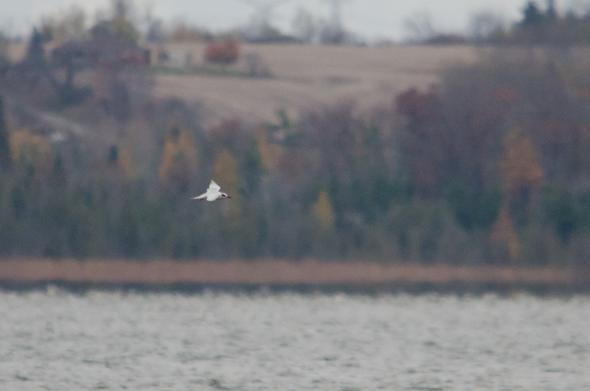 Forster's Tern - ML185442071