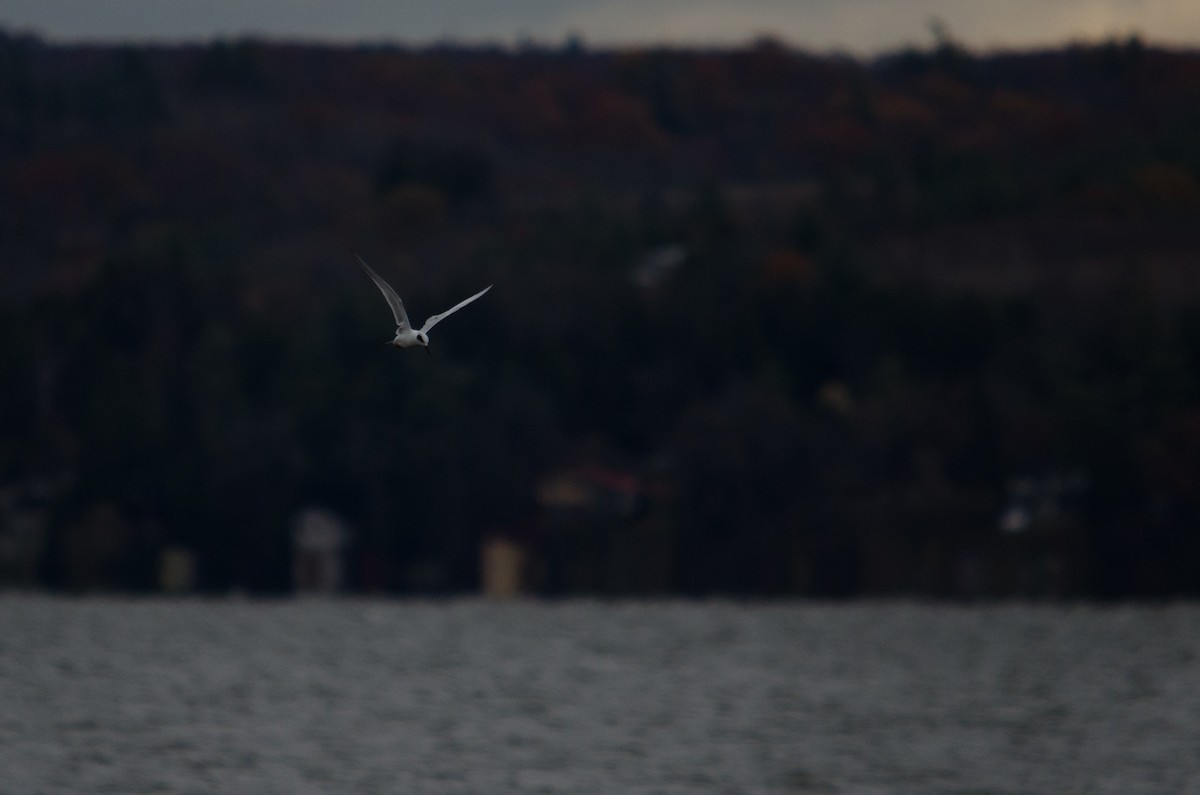 Forster's Tern - ML185442091