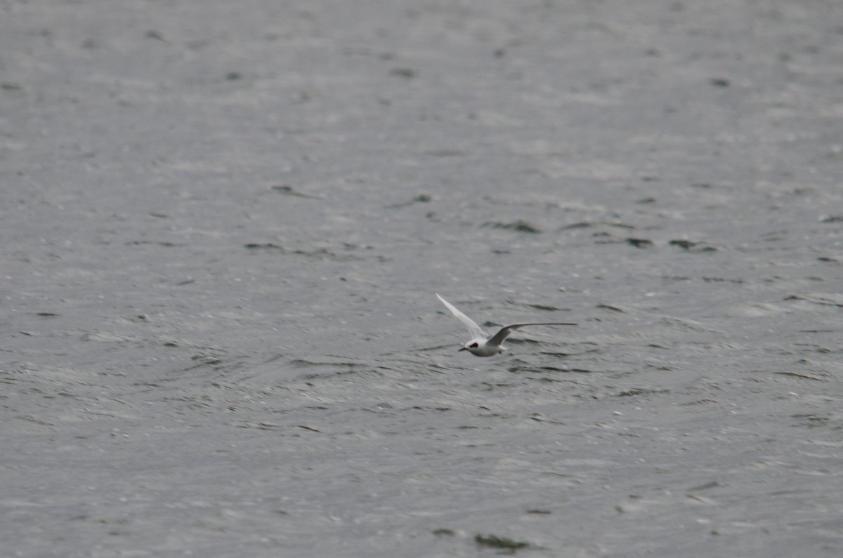 Forster's Tern - ML185442111