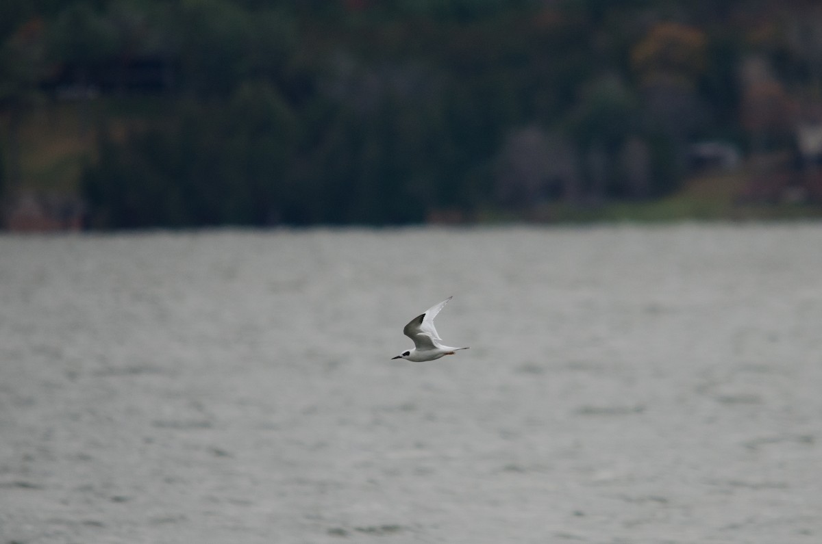 Forster's Tern - ML185442121