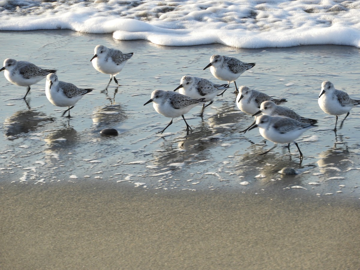 Bécasseau sanderling - ML185442521