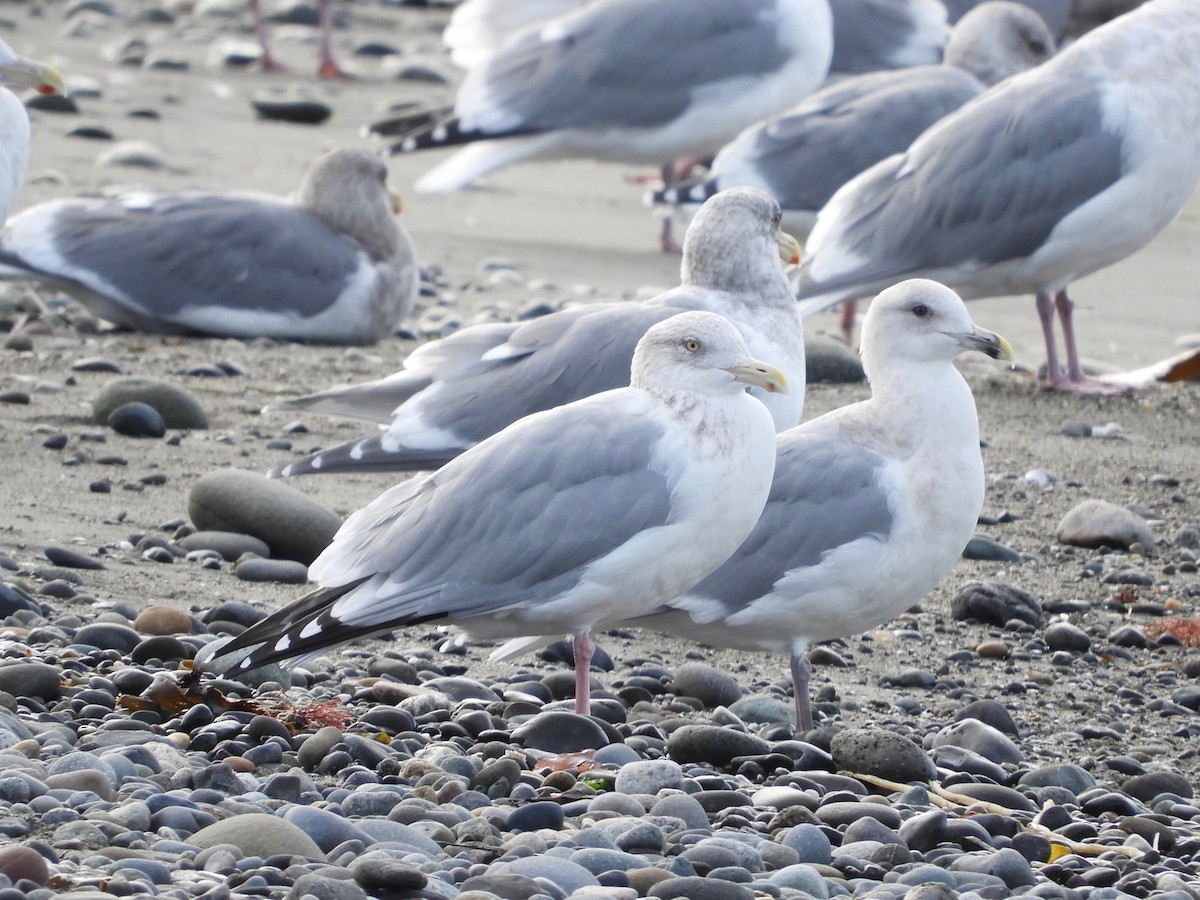 Gaviota Argéntea - ML185442581