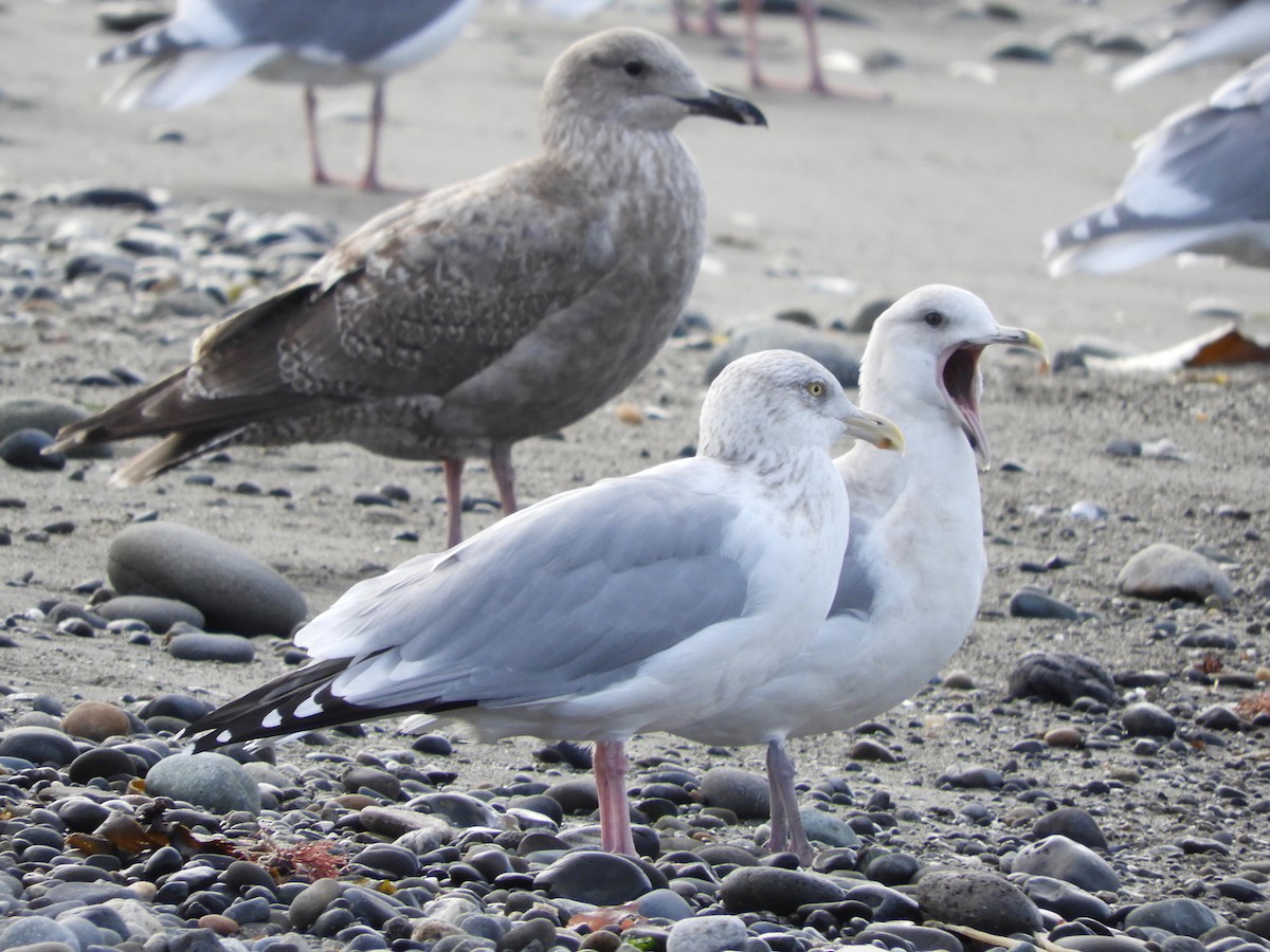 Gaviota Argéntea - ML185442591