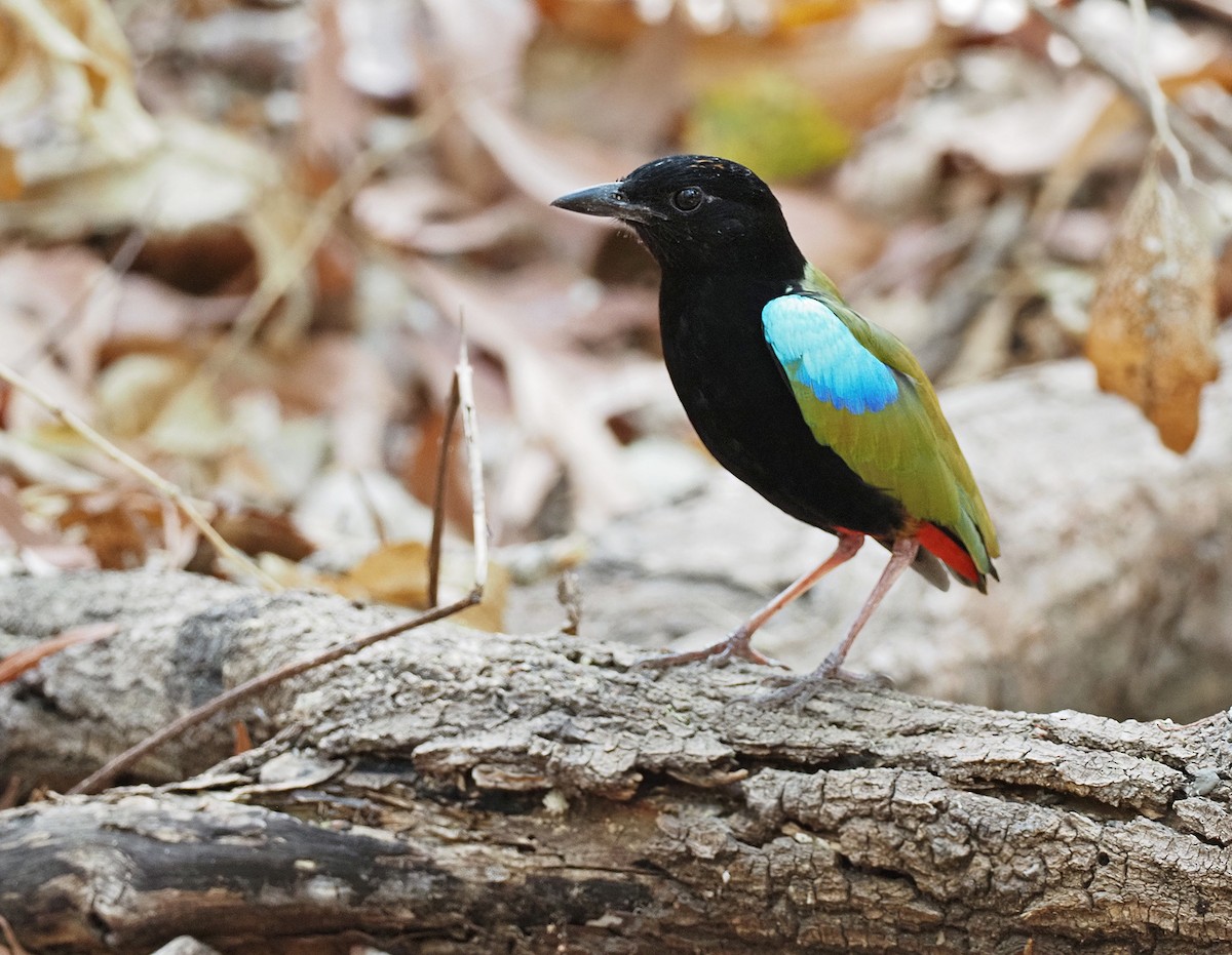 Rainbow Pitta - Sam Woods