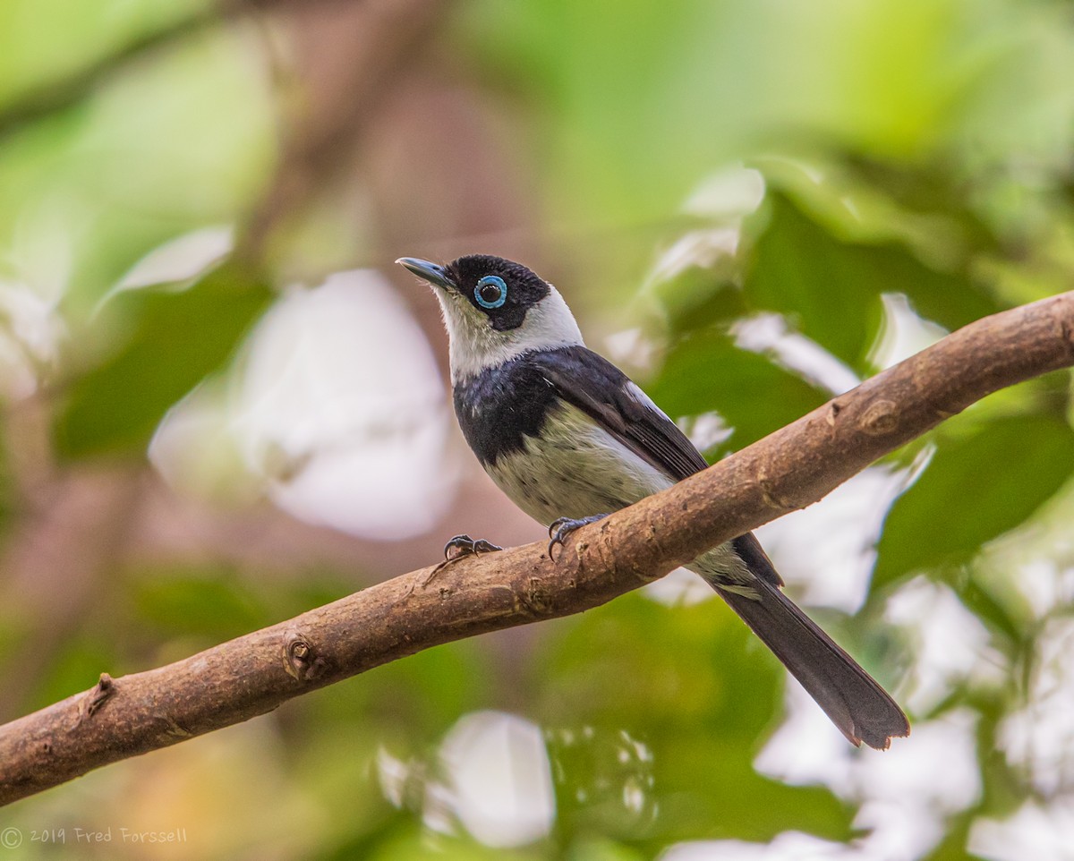 Pied Monarch - ML185443511