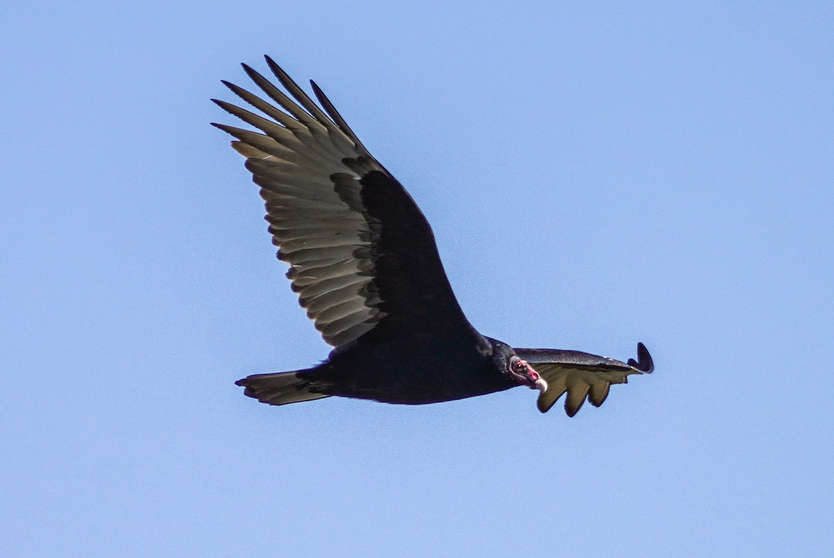 Turkey Vulture - D C