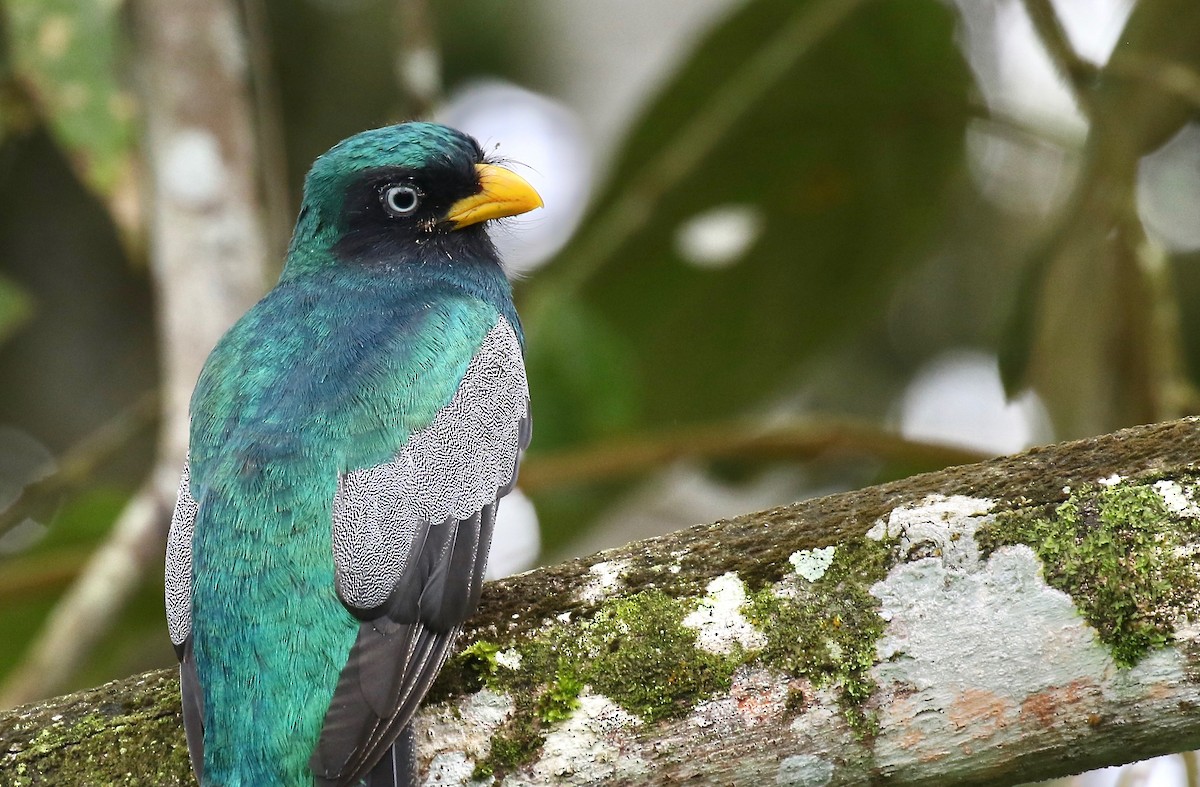 Blue-tailed Trogon - Jonah  Benningfield