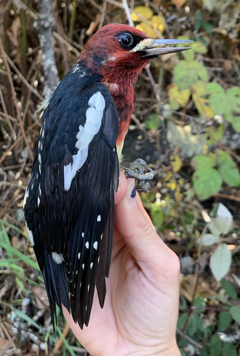 Red-breasted Sapsucker (ruber) - Alex Lamoreaux