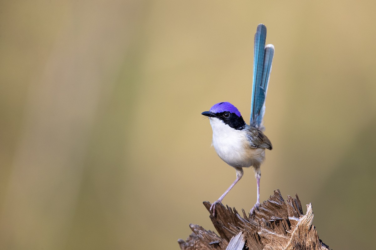 Purple-crowned Fairywren - ML185448821