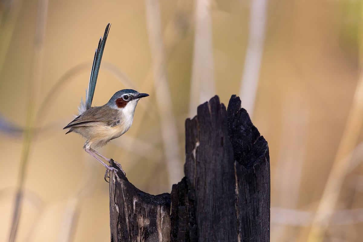 Purple-crowned Fairywren - ML185448831