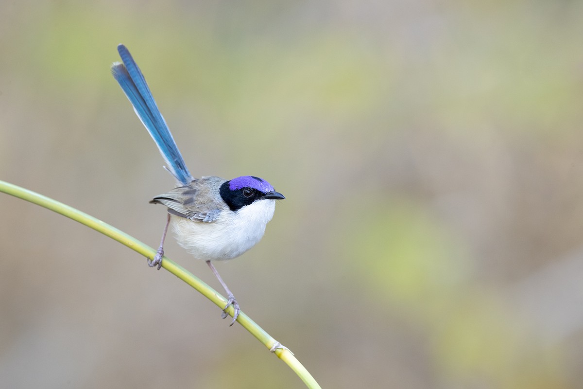 Purple-crowned Fairywren - ML185448881