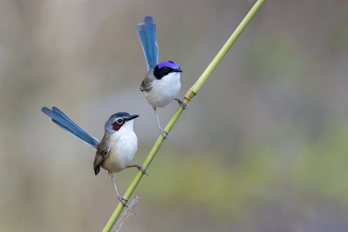 Purple-crowned Fairywren - ML185448891