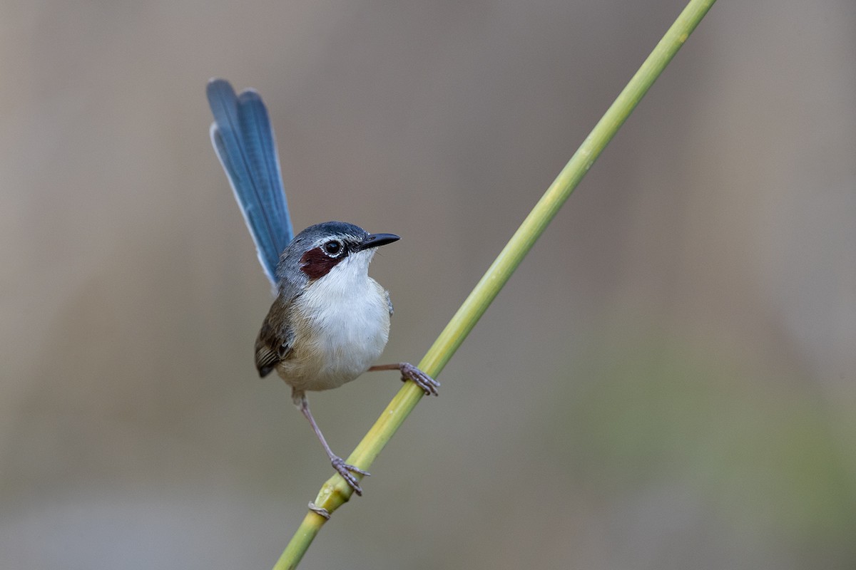 Purple-crowned Fairywren - ML185448901