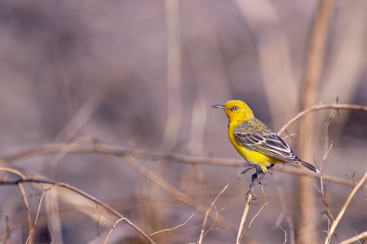 Yellow Chat - ML185448911