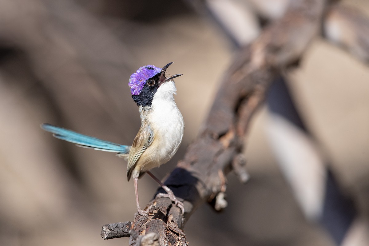 Purple-crowned Fairywren - ML185449181