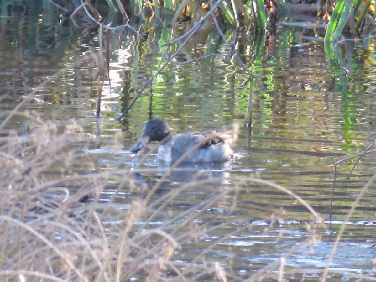 Northern Pintail - Curtis Mahon