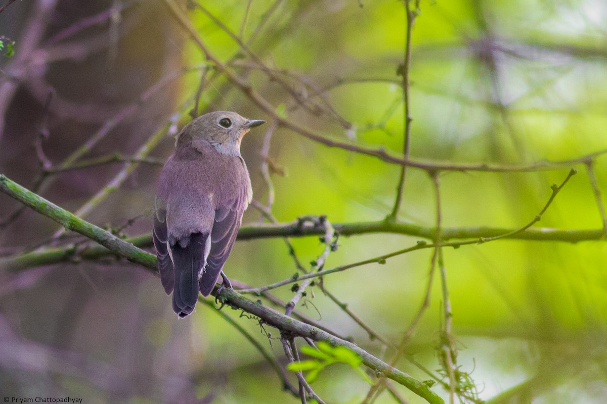 Taiga Flycatcher - ML185452721