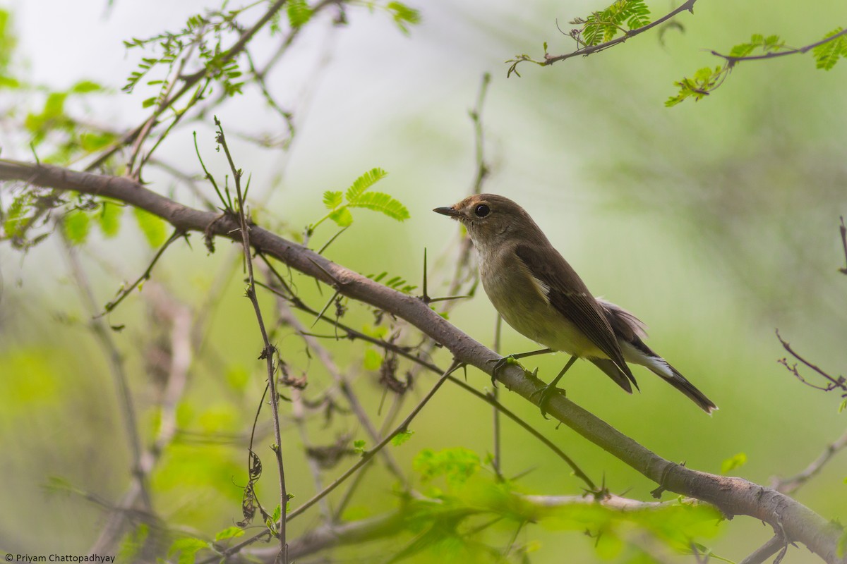 Taiga Flycatcher - Priyam Chattopadhyay