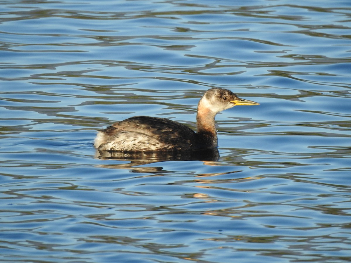 Red-necked Grebe - Chris Drysdale