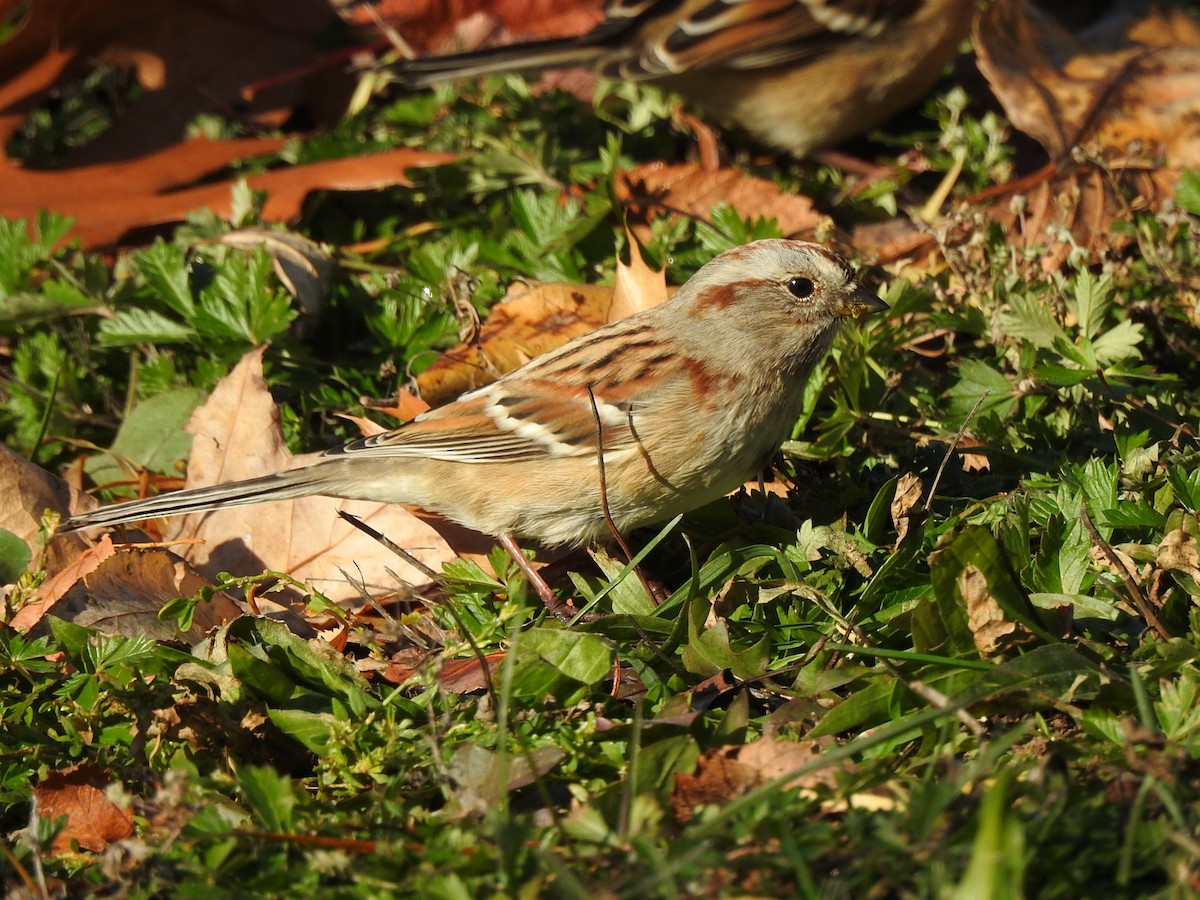 American Tree Sparrow - ML185456351