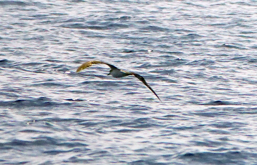 Wedge-tailed Shearwater - ML185456851