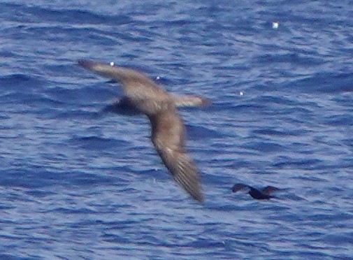 Wedge-tailed Shearwater - Sue Hacking