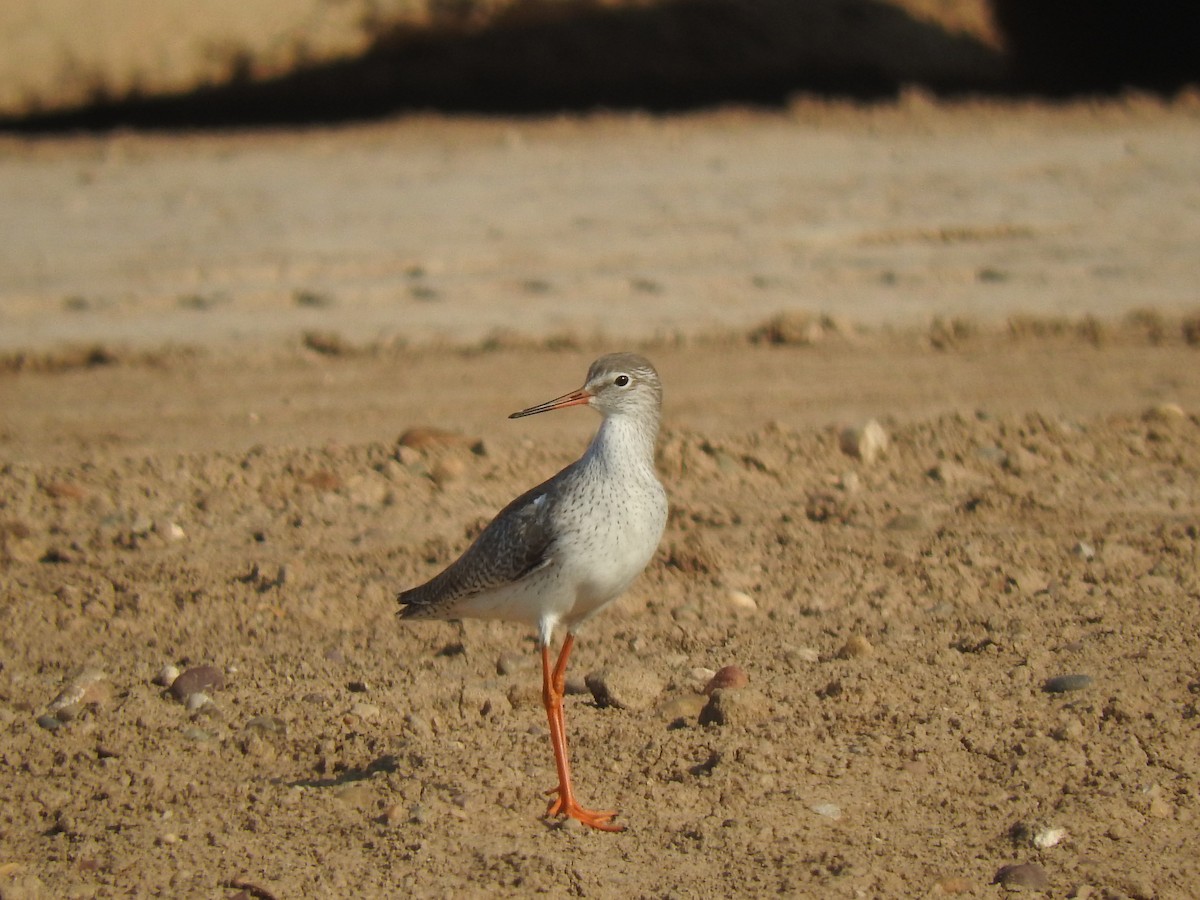 Common Redshank - ML185457501