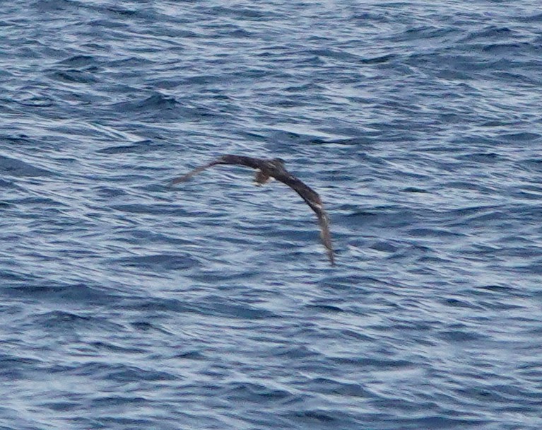 Wedge-tailed Shearwater - ML185457581