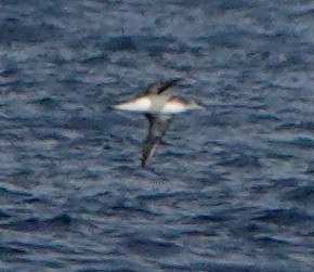 Wedge-tailed Shearwater - ML185457591