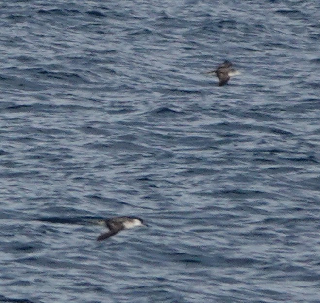 Wedge-tailed Shearwater - ML185457621