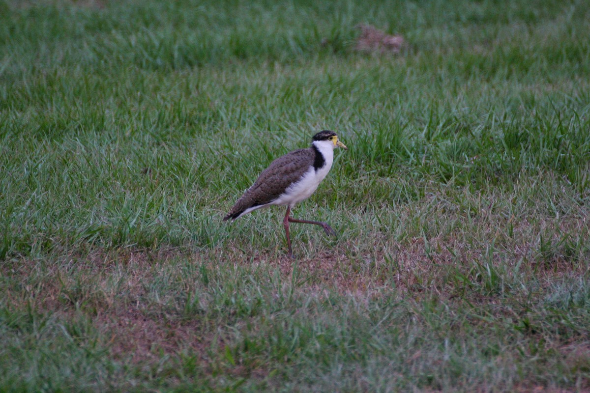 Masked Lapwing (Black-shouldered) - James Lambert