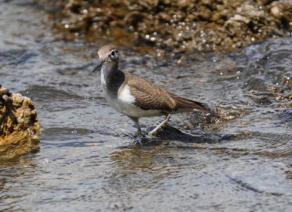 Common Sandpiper - LA Phanphon