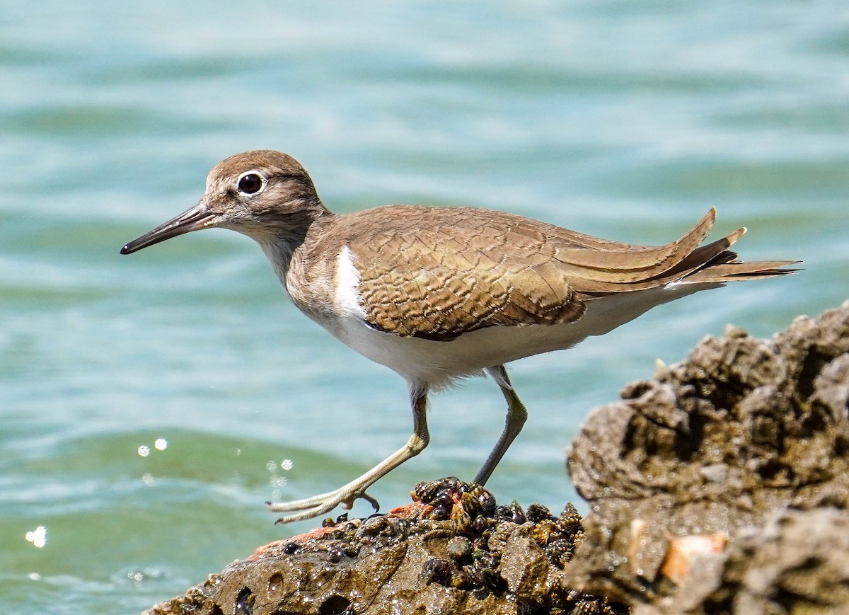 Common Sandpiper - ML185458661