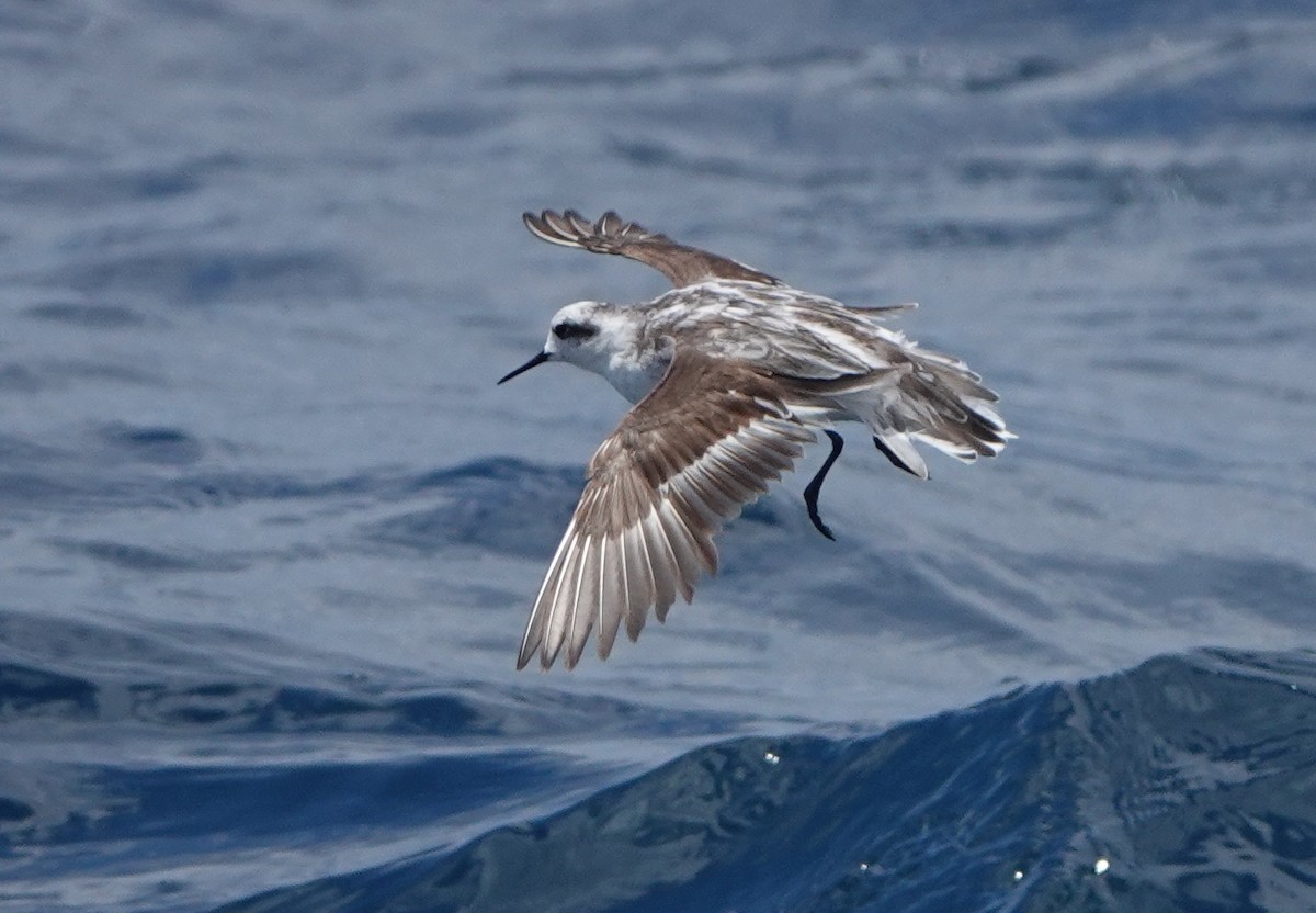 Phalarope à bec étroit - ML185460581