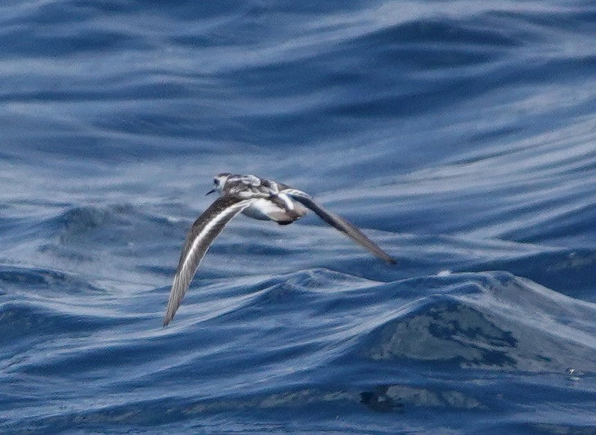 Red-necked Phalarope - Sue Hacking