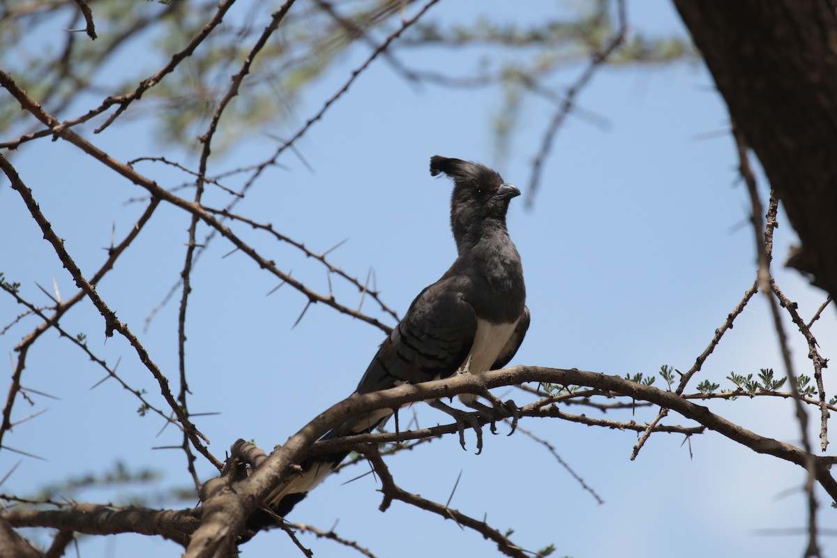 White-bellied Go-away-bird - Fikret Ataşalan